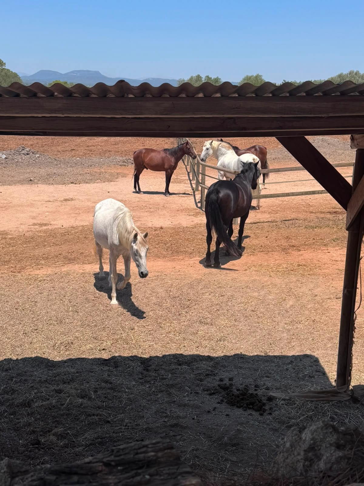 Life on Finca — photo 2